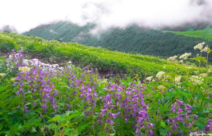 Beautiful Monsoon Valley of Flowers trek